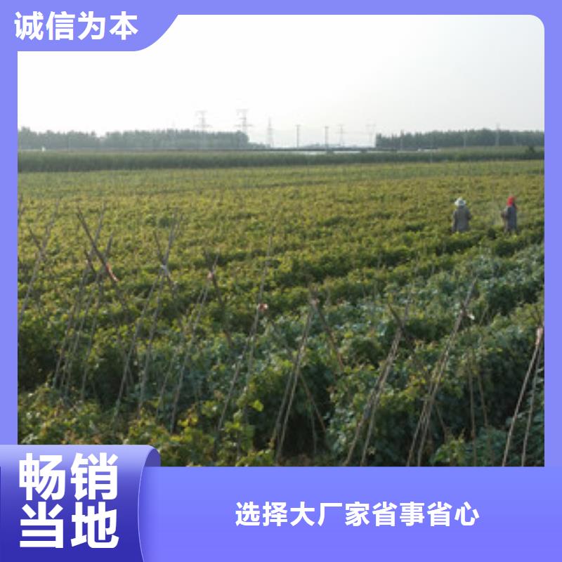 严选材质(兴海)15公分红乳葡萄苗批发价格