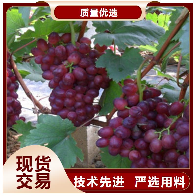 采购《兴海》4年巨玫瑰葡萄苗哪里的品种纯