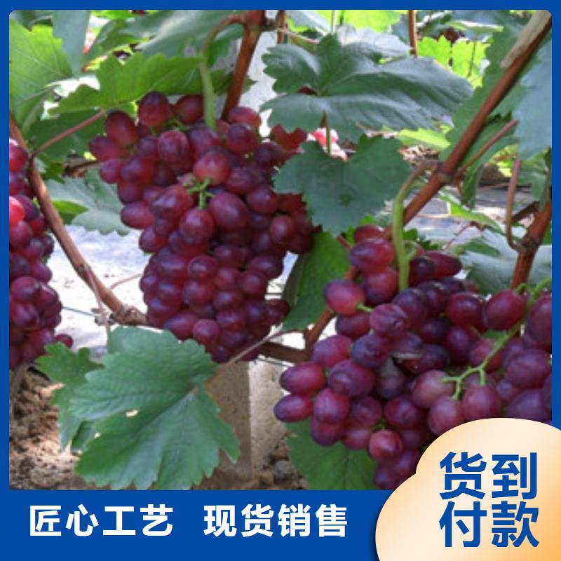 加工定制(兴海)挂果红宝石无核葡萄苗2024  的品种