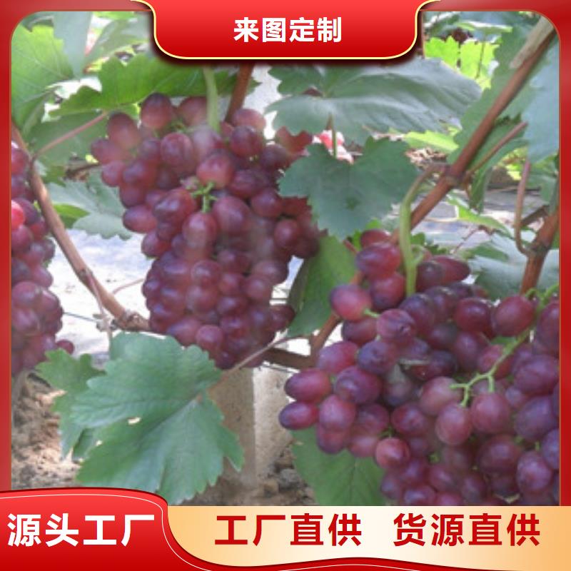 当地<兴海>0.5厘米秋红葡萄苗苗木基地
