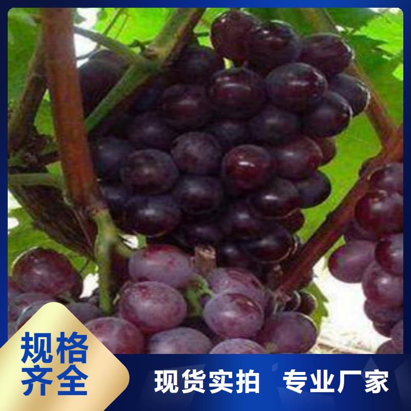 经销商(兴海)0.7厘米粉红亚都蜜葡萄苗目前  的品种