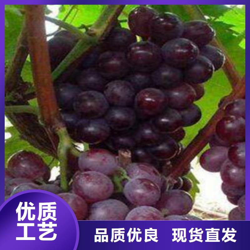 本土《兴海》1.2厘米扦插葡萄苗多少钱一颗