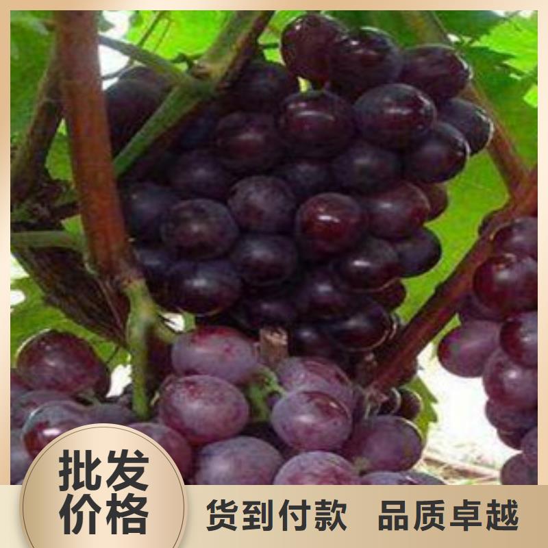 商家直供(兴海)1.5厘米夏黑葡萄苗栽培时间