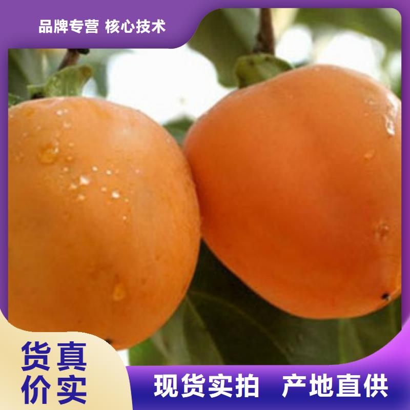#柿子苗#价格优惠专注生产N年