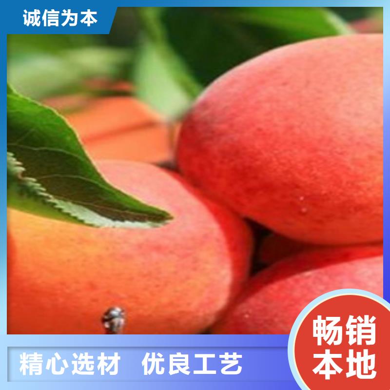 专业销售杏树苗质量有保证质量优选