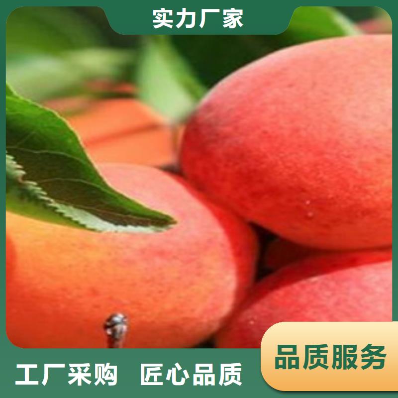 杏树苗价格从优质量三包