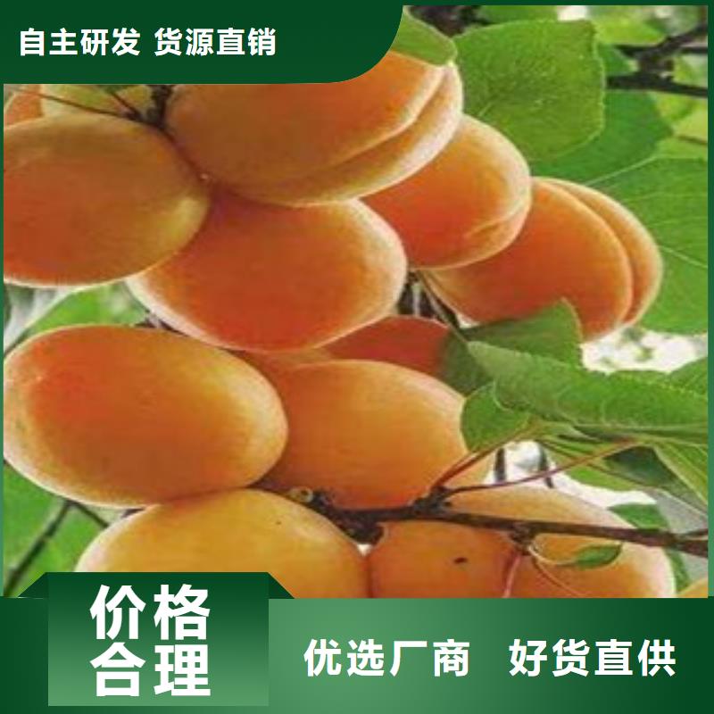 杏树苗品质过硬打造行业品质