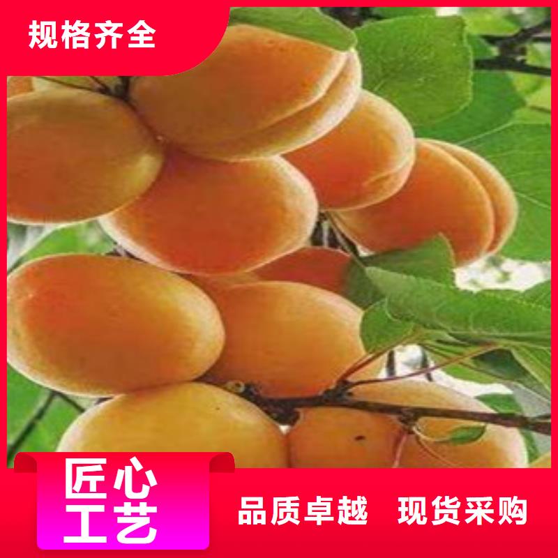 杏树苗-全国发货畅销当地