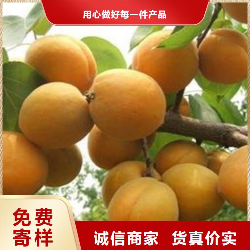 泉州杏树苗-杏树苗专业生产
