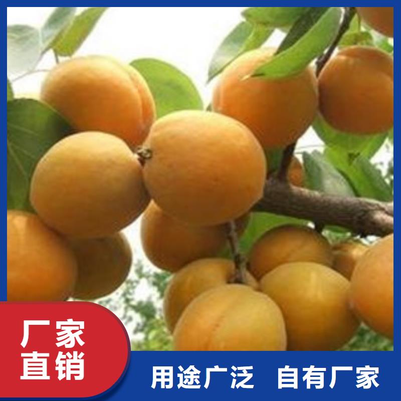 杏树苗-杏树苗靠谱品质保证