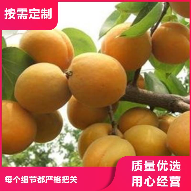 杏树苗品质与价格当地公司
