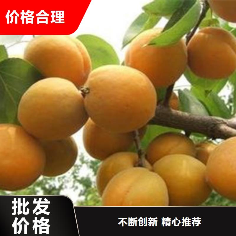 杏树苗低于市场价当地制造商