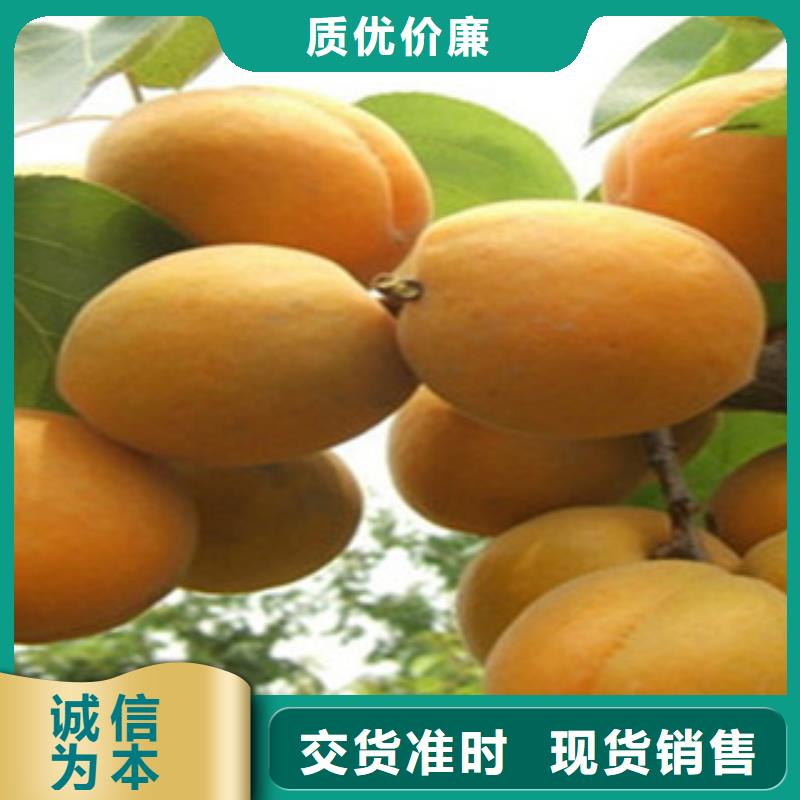 省心：杏树苗厂家生产型