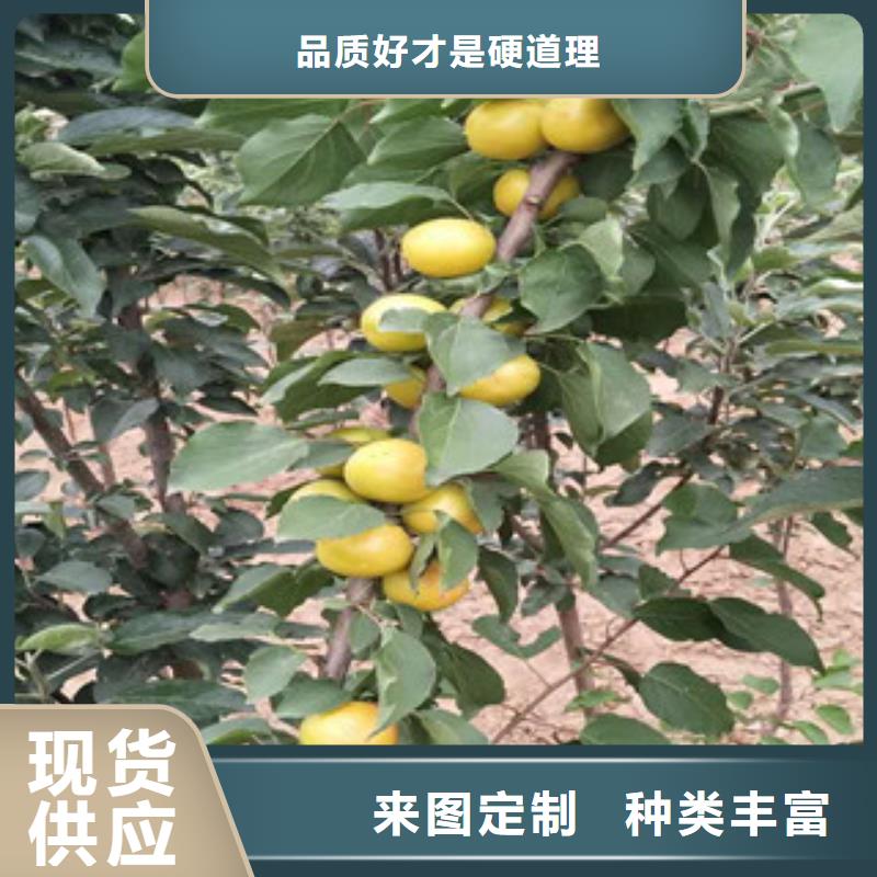 质量可靠的杏树苗经销商质量优价格低