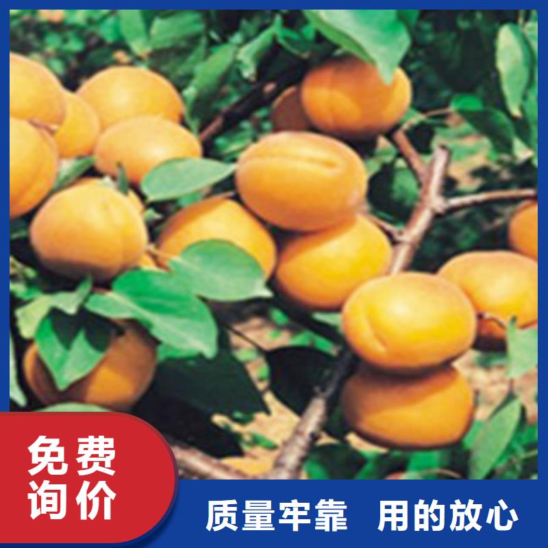 杏树苗常规货源充足附近公司