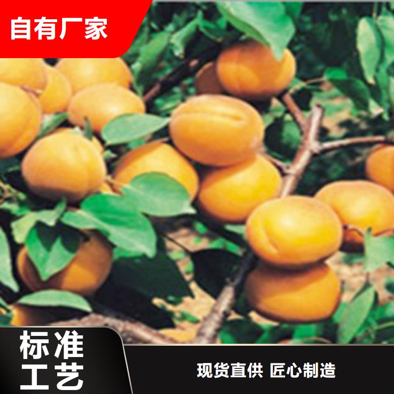 甄选：杏树苗供应商敢与同行比质量