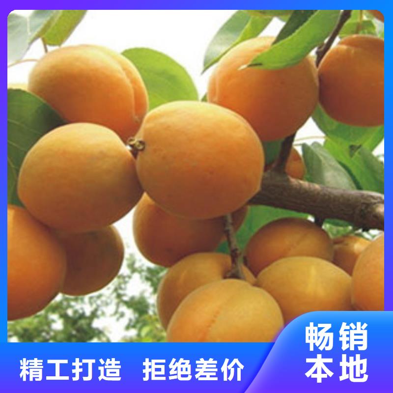 杏树苗生产直销产地货源