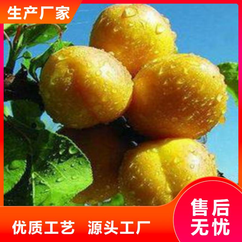 杏树苗厂家制造生产使用方法
