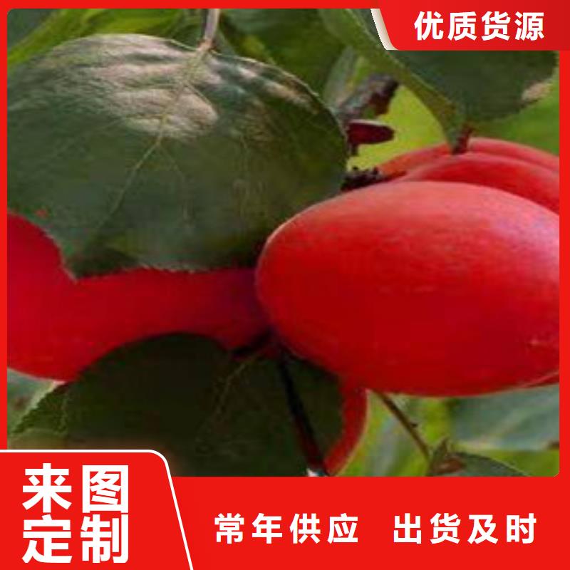 畅销的杏树苗生产厂家当地货源