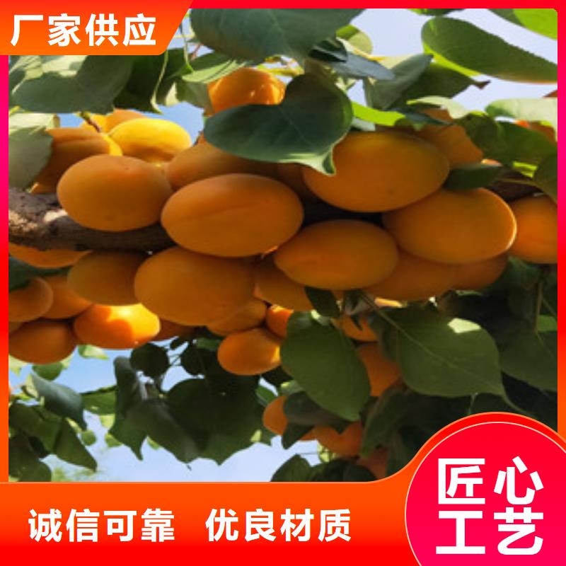 杏树苗源头厂家超产品在细节