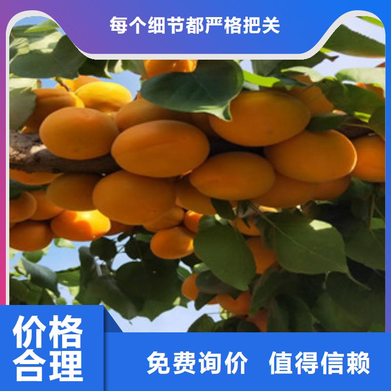 杏树苗-杏树苗专业生产