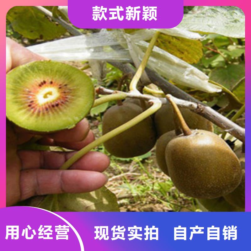 直销【兴海】翠香猕猴桃苗哪里的数量大