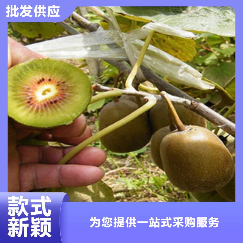 制造生产销售[兴海]翠香猕猴桃苗哪里的便宜