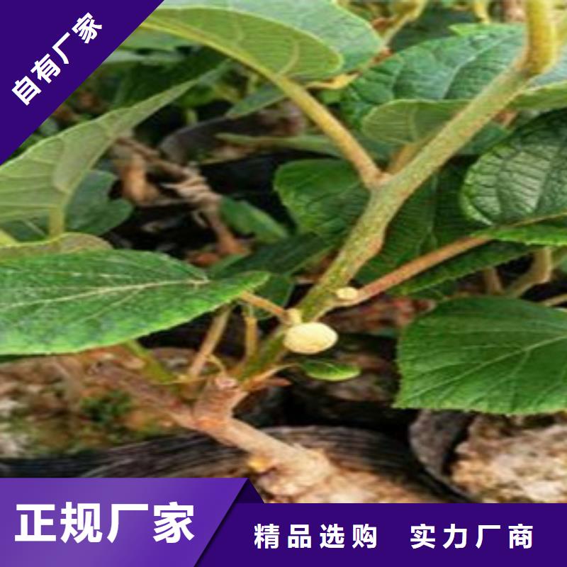 厂家销售【兴海】红心猕猴桃苗一颗多少钱
