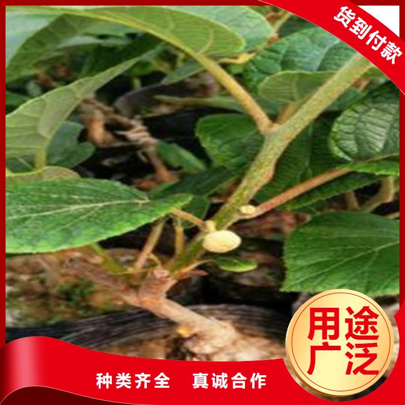 周边(兴海)楚红猕猴桃苗品种大全