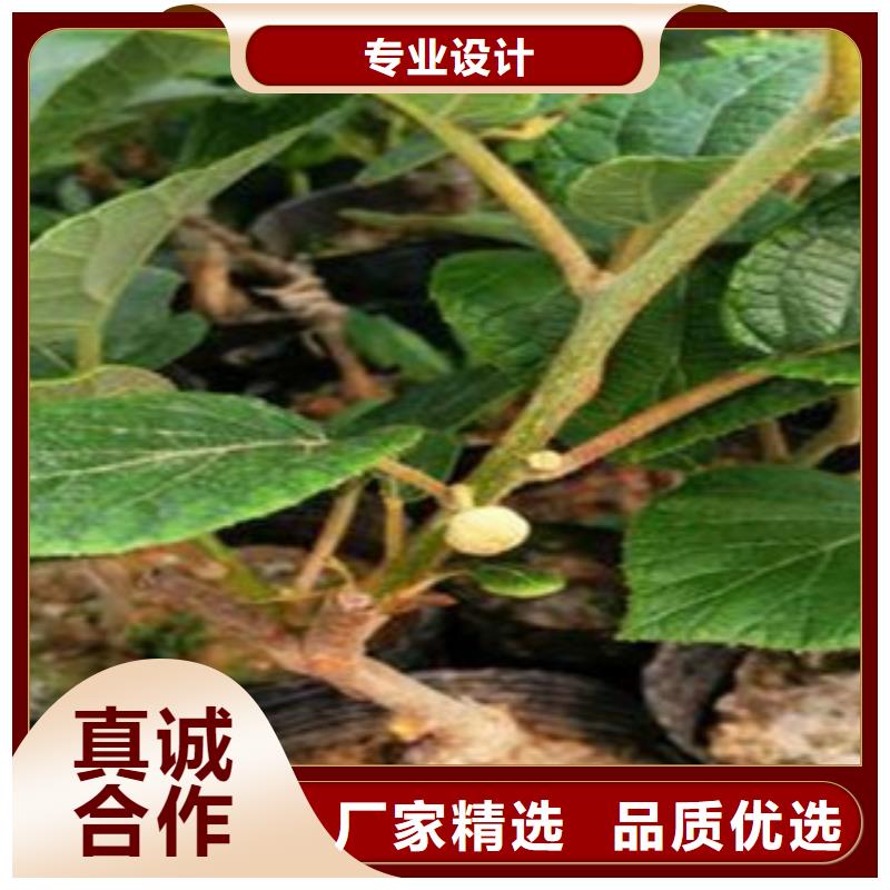 量大更优惠[兴海]楚红猕猴桃苗生产基地