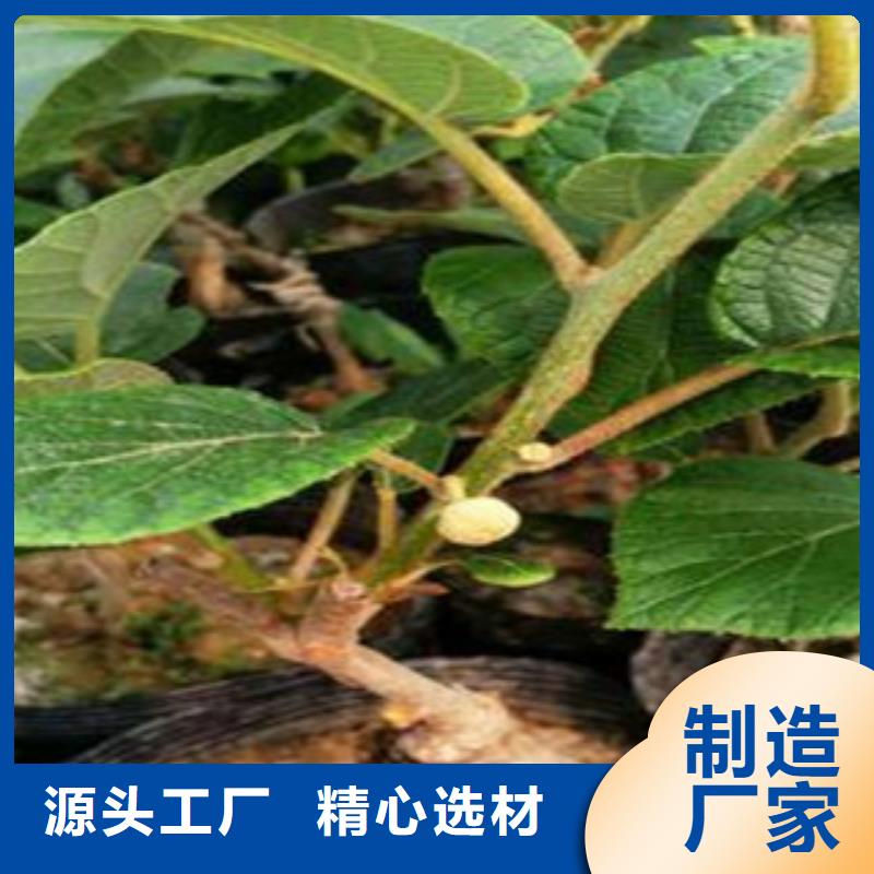 本地《兴海》黄金果猕猴桃苗种植方法