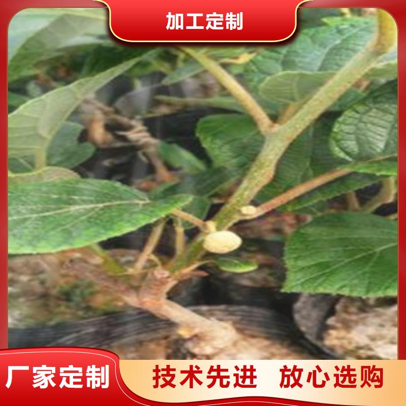 本土【兴海】红阳猕猴桃苗哪里的数量大