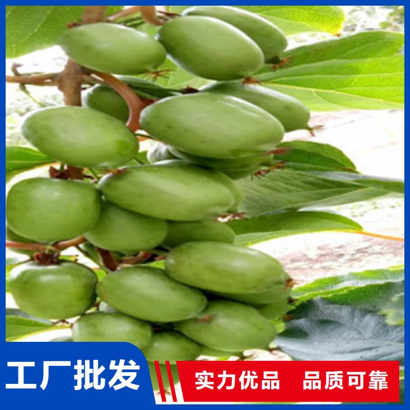 本地【兴海】翠香猕猴桃苗品种
