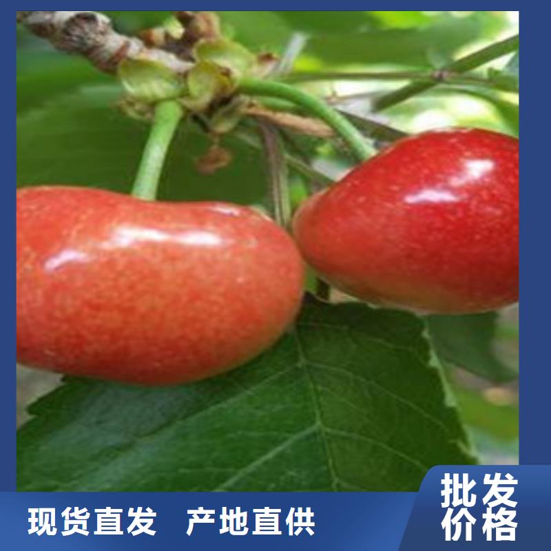 樱桃苗全国供货质量安全可靠