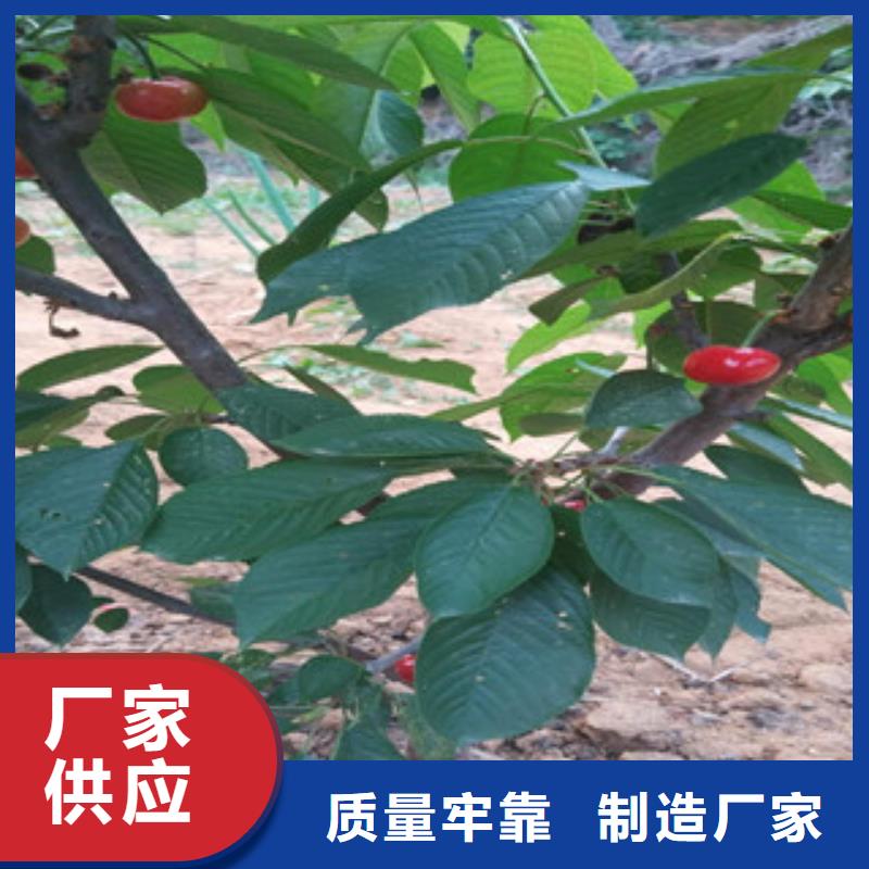 樱桃苗生产商_兴海苗木种植合作社常年供应