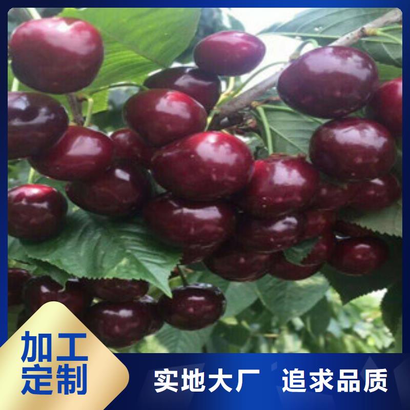 正品保障(兴海)黑珍珠樱桃树苗种植方法