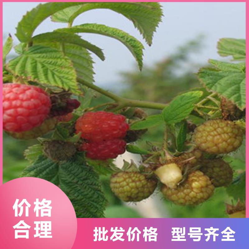 树莓苗生产厂家-值得信赖当地制造商