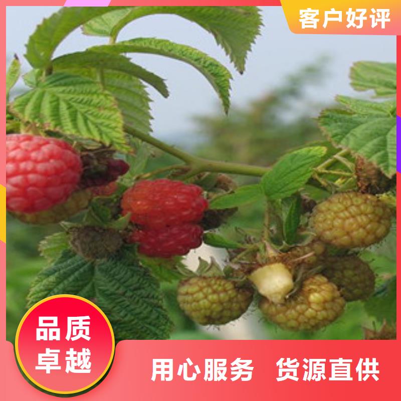 采购树莓苗必看-售后保证N年生产经验