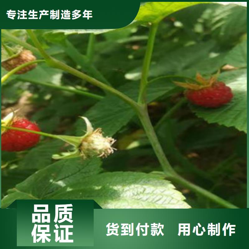 树莓苗价格免费咨询满足多种行业需求