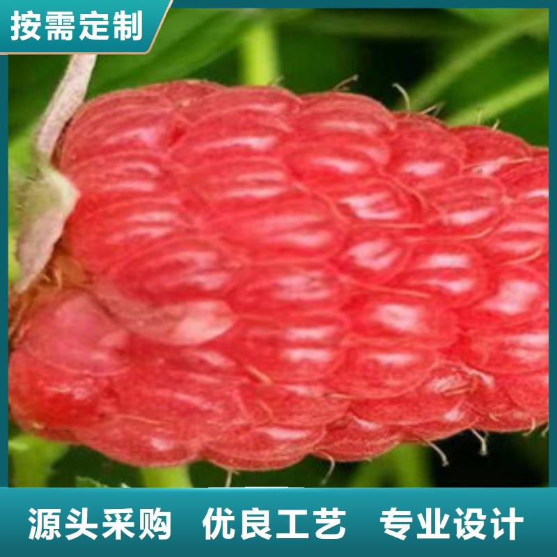 树莓苗优质源头厂家诚信经营