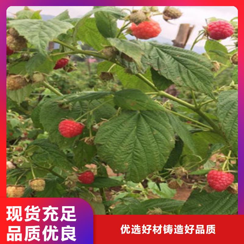 树莓苗自有工厂用心做品质