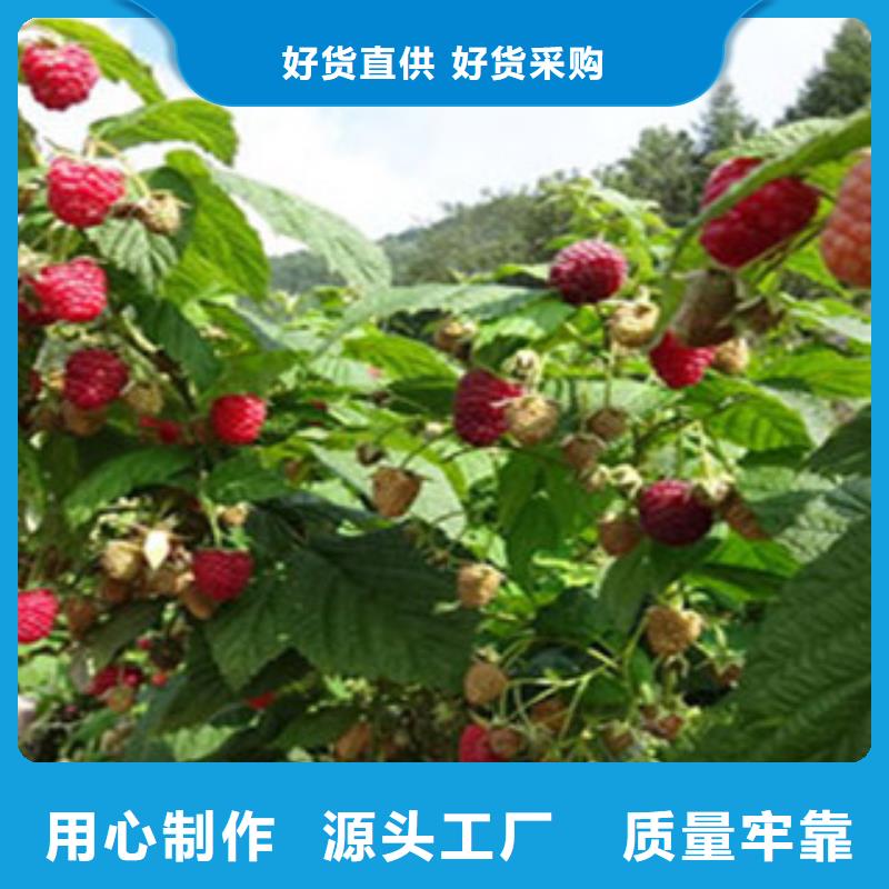 树莓苗公司发货快自营品质有保障