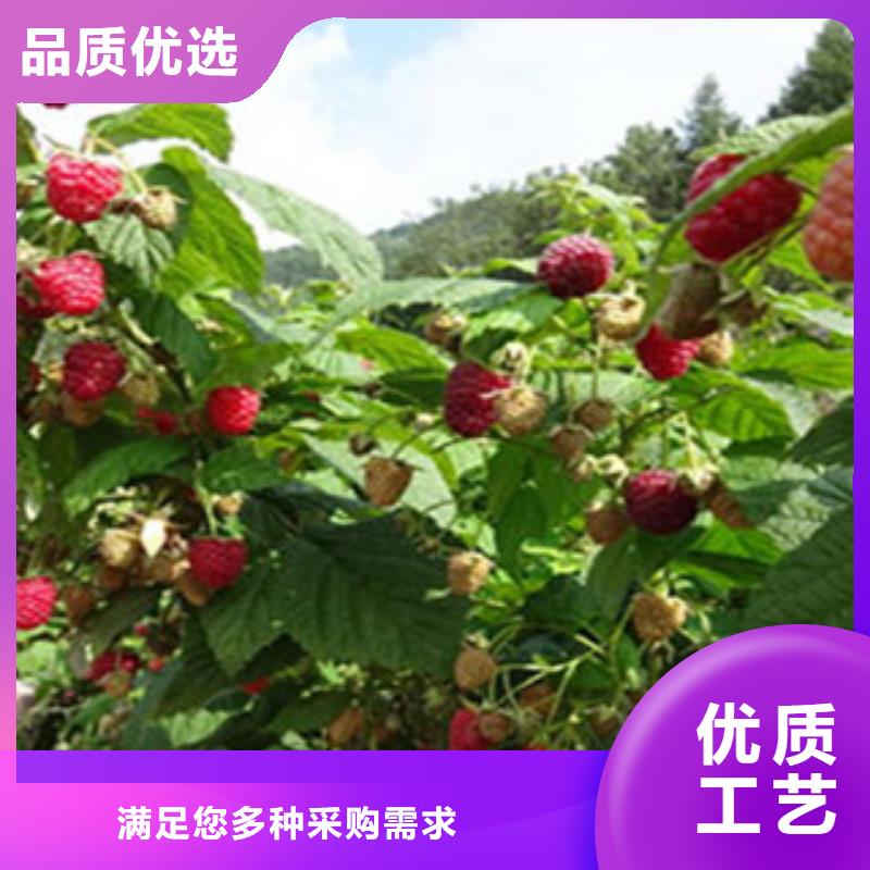 供应批发树莓苗-大型厂家质量牢靠
