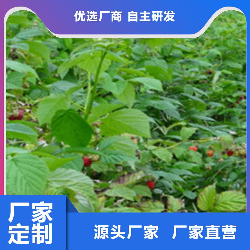 树莓苗优质货源大量现货