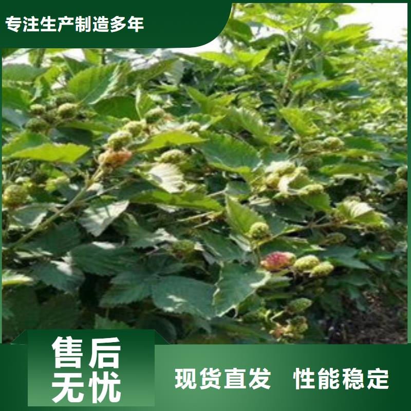 树莓苗厂家，货源足支持定制批发