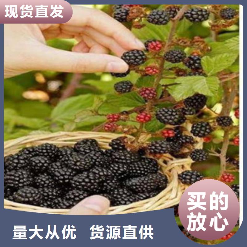 价格合理的树莓苗供货商订购