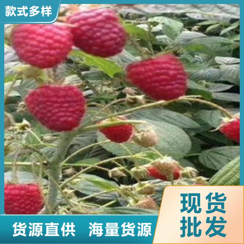 树莓苗厂家报价高质量高信誉