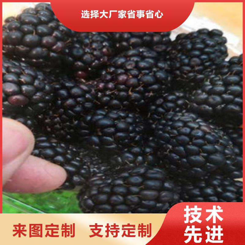 现货供应树莓苗_优质厂家当地公司