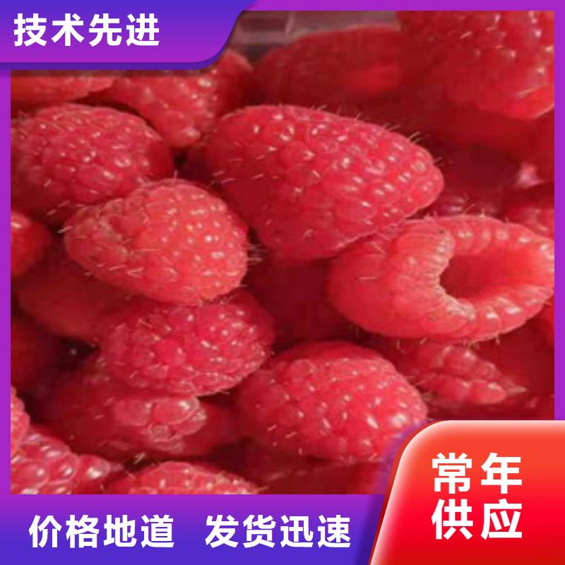 发货速度快的树莓苗销售厂家精工打造