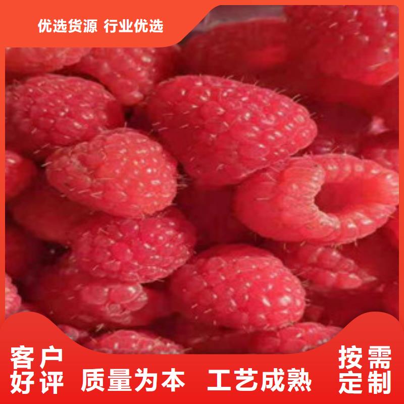 树莓苗品质经得起考验有实力有经验
